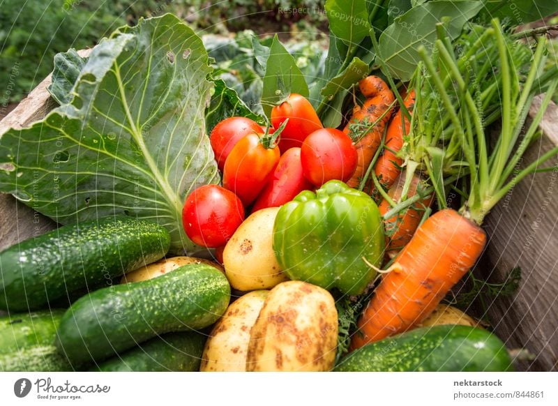 Fresh vegetables from the garden Vegetable Lettuce Salad Organic produce Vegetarian diet Summer Nature Healthy Cheap Quality food organic gardening harvest