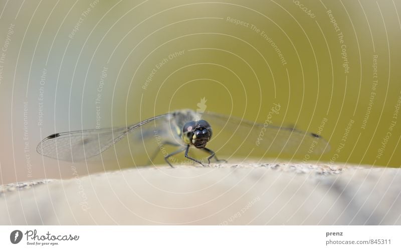 Ready to go Environment Nature Animal Wild animal 1 Gray Green Dragonfly Insect Colour photo Exterior shot Close-up Macro (Extreme close-up) Deserted