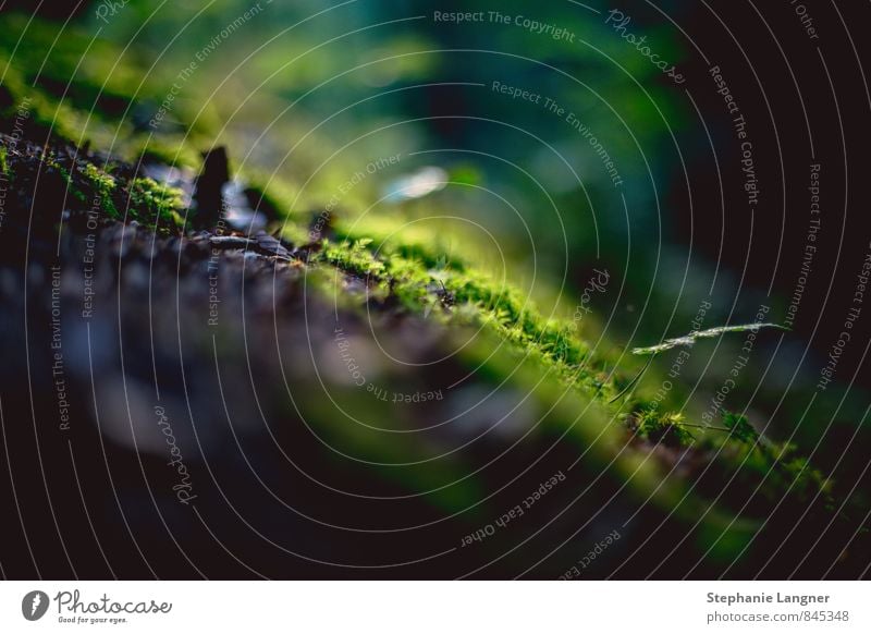 fluffy forest soil Nature Plant Earth Wild plant Forest Breathe Dream Esthetic Fragrance Elegant Fantastic Fresh Green Woodground Colour photo Deserted