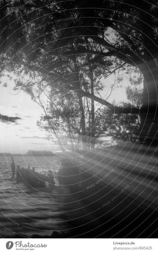 on the shore of the small Müritz Environment Nature Landscape Water Sky Clouds Sun Sunlight Summer Beautiful weather Plant Tree Leaf Wild plant Waves Lakeside