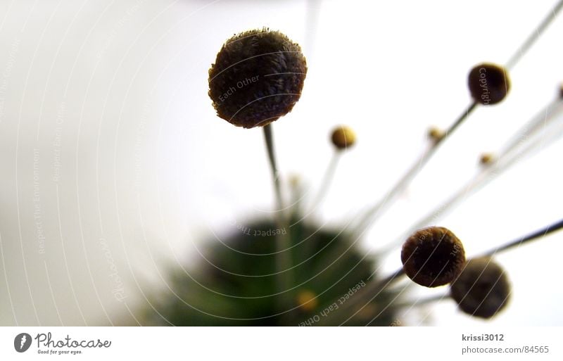 golden plant II Sphere Flower Plant Green Stalk Round Bouquet Botany Blade of grass Part of the plant Florist Circle Grass Gold Macro (Extreme close-up)