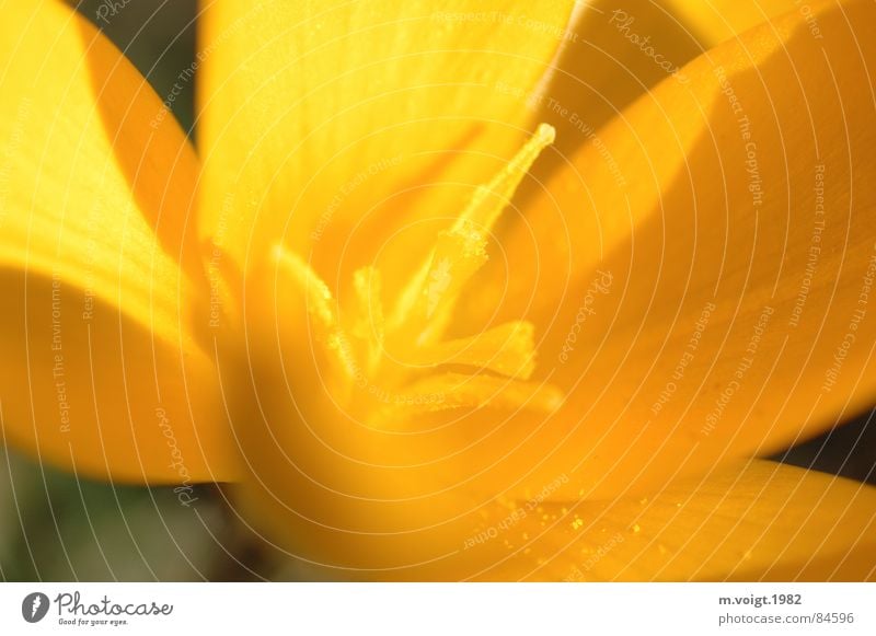 yellow Colour photo Close-up Detail Macro (Extreme close-up) Deep depth of field Plant Spring Flower Blossom Crocus Pistil Calyx Pollen Spring flowering plant