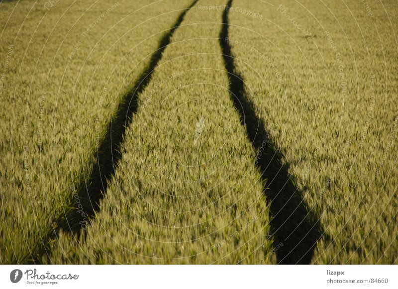 Field in evening light Multi-line Heppenheim Bensheim Green Yellow Flower Nutrition Summer Long Meadow Evening sun Sunset Red Travel photography Horizon Food