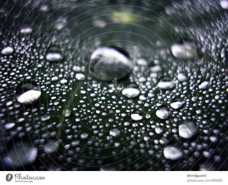 Little Big Wet Green Fresh Light Glittering Near Rain Flash Thundery shower Large Small Macro (Extreme close-up) Liquid Water Close-up Tears Reflection Life