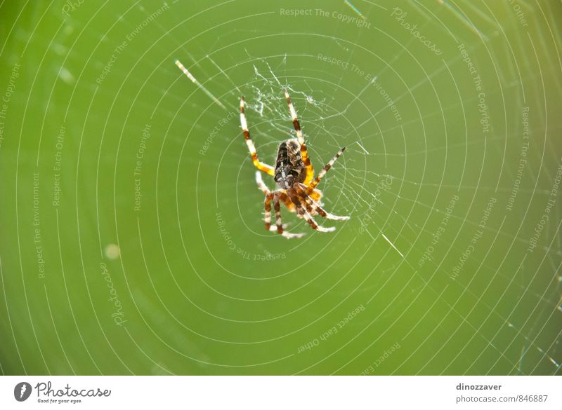 Spider on the web Nature Animal Small Wild Green Black Fear Horror Insect danger Trap arachnid wildlife net arthropod predator Tarantula leg cobweb connection