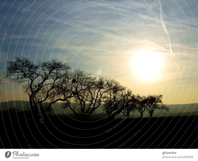 habitat Tree Tree trunk Field Meadow Vail Light Winter sun Horizon Nest Avenue Calm Fairy Sky mistletoe branch Branch Sun Ladder