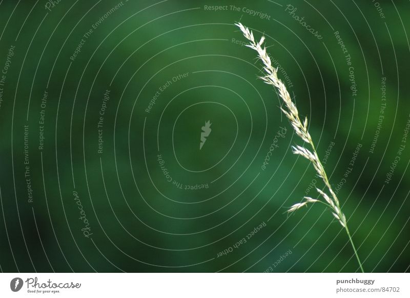 single solitude Grass Blade of grass Green Blur Single Meadow Macro (Extreme close-up) Close-up Nature Garden Pasture