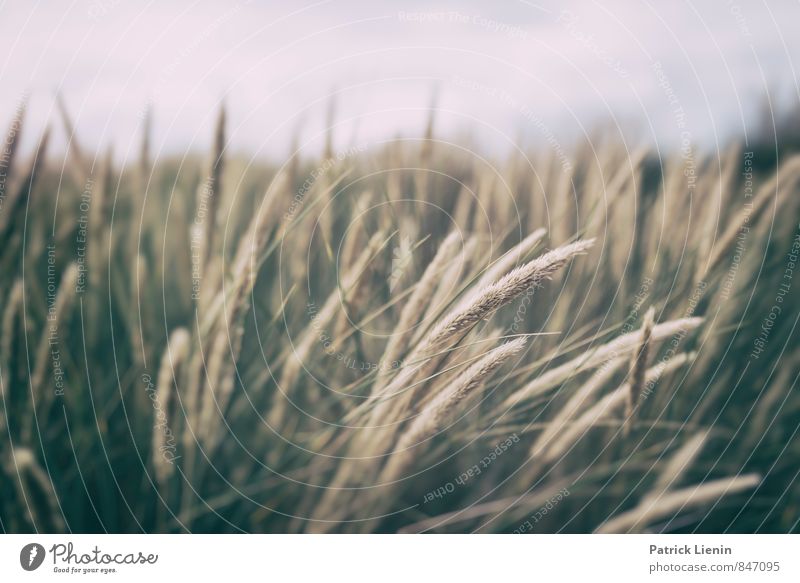 Field of Dreams Senses Relaxation Calm Meditation Vacation & Travel Trip Adventure Far-off places Freedom Environment Nature Sky Summer Climate Weather Wind