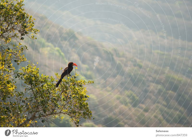 Enjoy the view Vacation & Travel Tourism Trip Adventure Far-off places Freedom Environment Nature Landscape Plant Tree Hill Animal Wild animal Bird 1 Observe