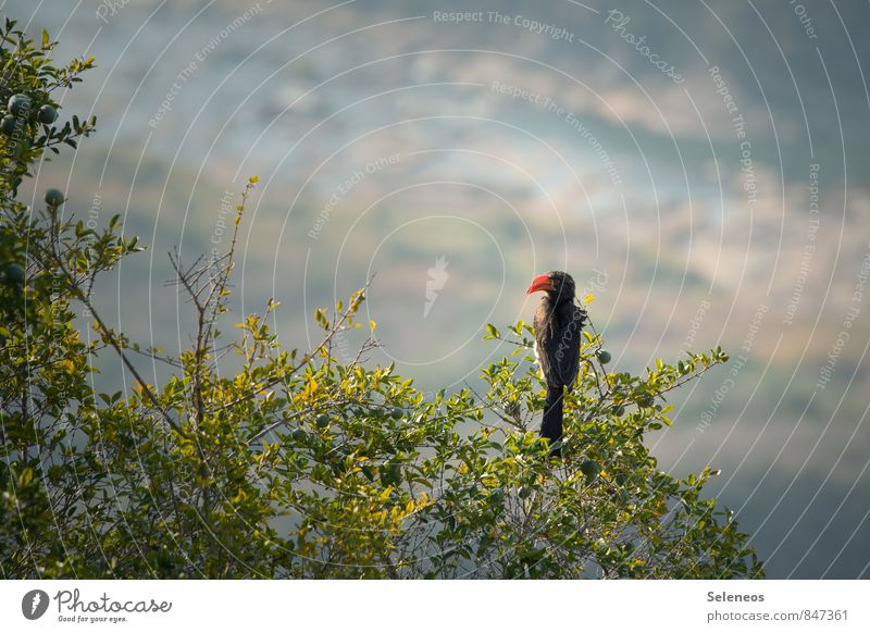 from above Vacation & Travel Tourism Trip Adventure Far-off places Freedom Sun Mountain Environment Nature Landscape Tree Valley Animal Wild animal Bird 1