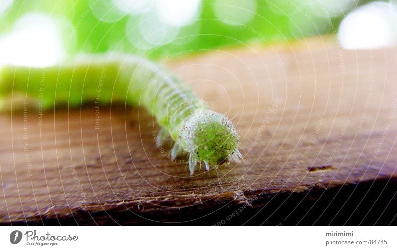 Caterpillar 2006 Crawl Summer Wood Green Feet Patch of light spot propel slowly warm season