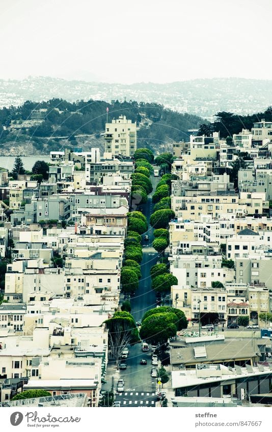 Green strip Tree Hill San Francisco California USA Town House (Residential Structure) Street Beautiful Avenue Colour photo Exterior shot Bird's-eye view