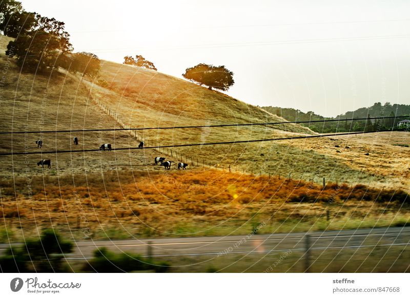 Weekend excursion Nature Landscape Cloudless sky Sunrise Sunset Sunlight Beautiful weather Field Forest sonoma county California Farm animal Cow