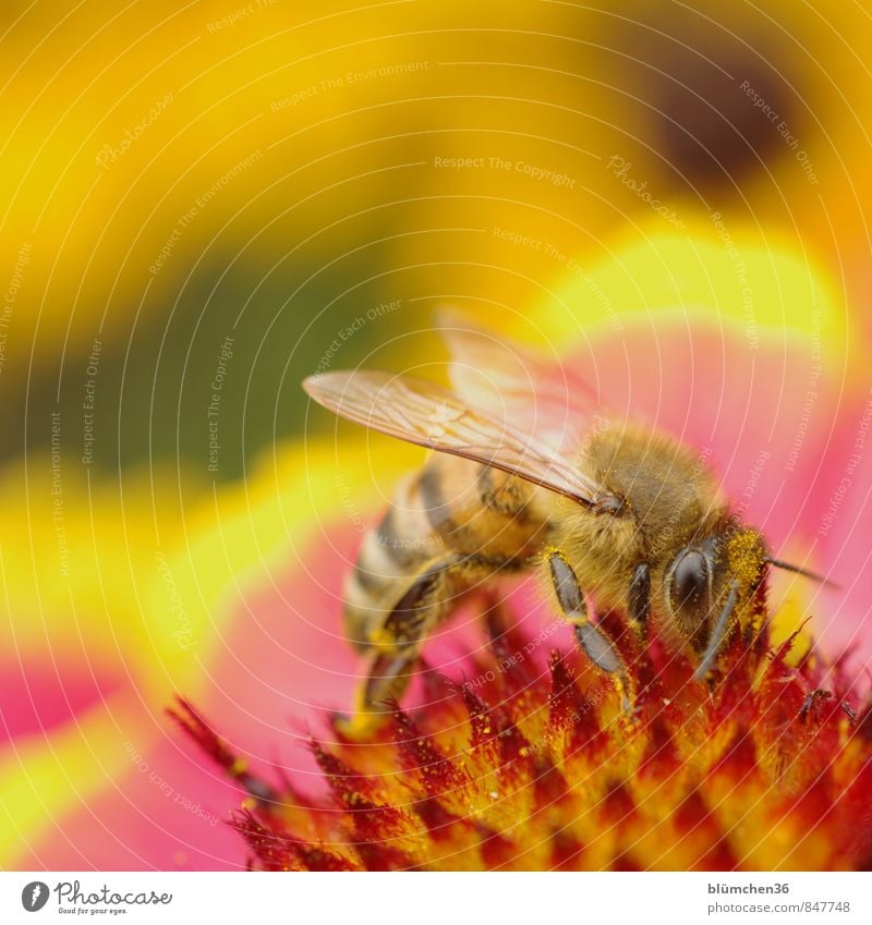 Nice workplace... Blossom Purple cone flower Rudbeckia Animal Farm animal Wild animal Bee Honey bee Insect Blossoming Small Natural Beautiful Feminine