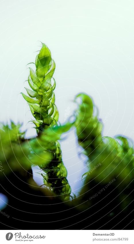 moss Plant Extraterrestrial Green Macro (Extreme close-up) Close-up transparent substance green light translucent substance more foreign green thumb