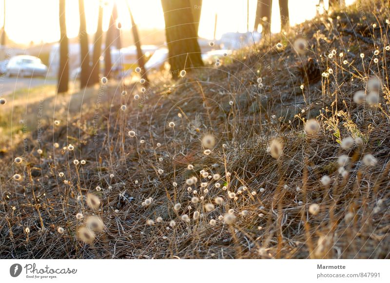 Golden Nature Camping Plant Summer Warmth Tree Grass Glittering Dry Soft Yellow Calm Relaxation Dream Colour photo Exterior shot Evening Sunrise Sunset Blur