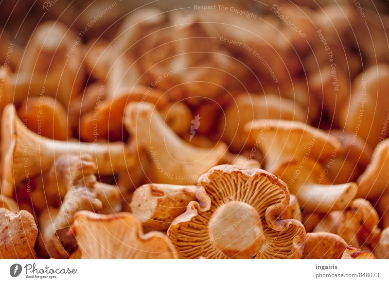 Fine gourmet food Food Chanterelle forest mushrooms Nutrition Organic produce Vegetarian diet Plant Mushroom Illuminate Fragrance Fresh Healthy Small Yellow