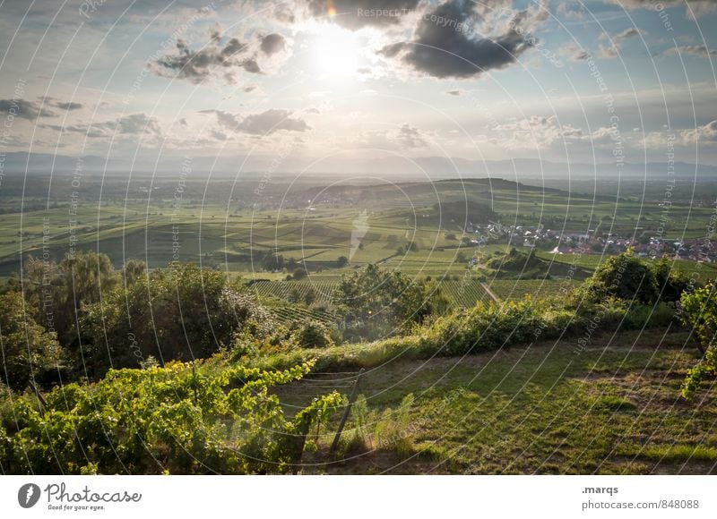 wine country Tourism Trip Environment Nature Landscape Sky Clouds Horizon Summer Beautiful weather Plant Field Hill Vineyard Wine growing Relaxation Idyll