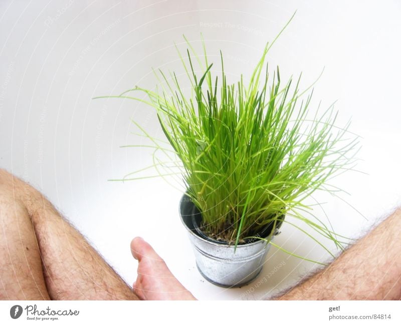 It's summer! Green Bathtub Chives Planning Vegetable water white