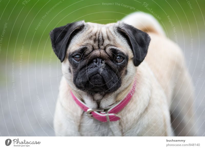 Golden Pug look Design Animal Grass Meadow Pet Dog 1 Sit Green Pink Neckband Watchdog fashion dog Purebred dog best friend four-legged friends Colour photo