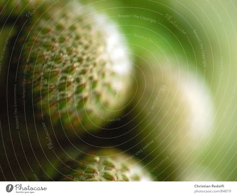 albiflorum Plant Macro (Extreme close-up) Protea Green Round Flower Blossom Close-up Sphere Structures and shapes macrophotography