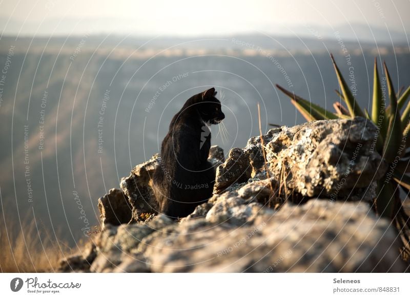 relaxation Environment Nature Landscape Horizon Beautiful weather Plant Hill Rock Mountain Canyon South Africa Animal Pet Cat 1 Observe Relaxation Natural