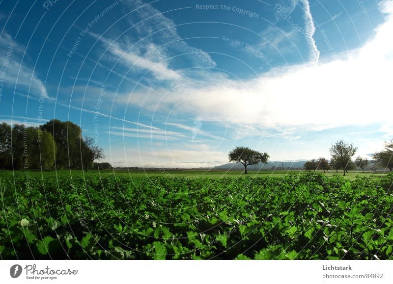 morning dew Field Agriculture Fog Calm Comfortable Tree trunk Sky Tree structure Nutrition green Rope Canopy (sky)