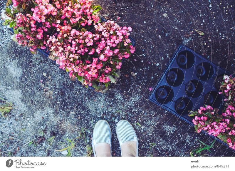 floral greetings Feet 1 Human being Plant Flower Garden Park Fresh Pink Footwear plant flowers Insert flowers Gardening Colour photo Exterior shot Day