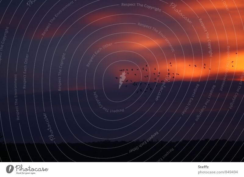 Between day and dream Sky Sunset Nordic romantic Nordic romanticism evening silence quiet in the evening Longing Wanderlust Romance Calm Meaning Mood lighting