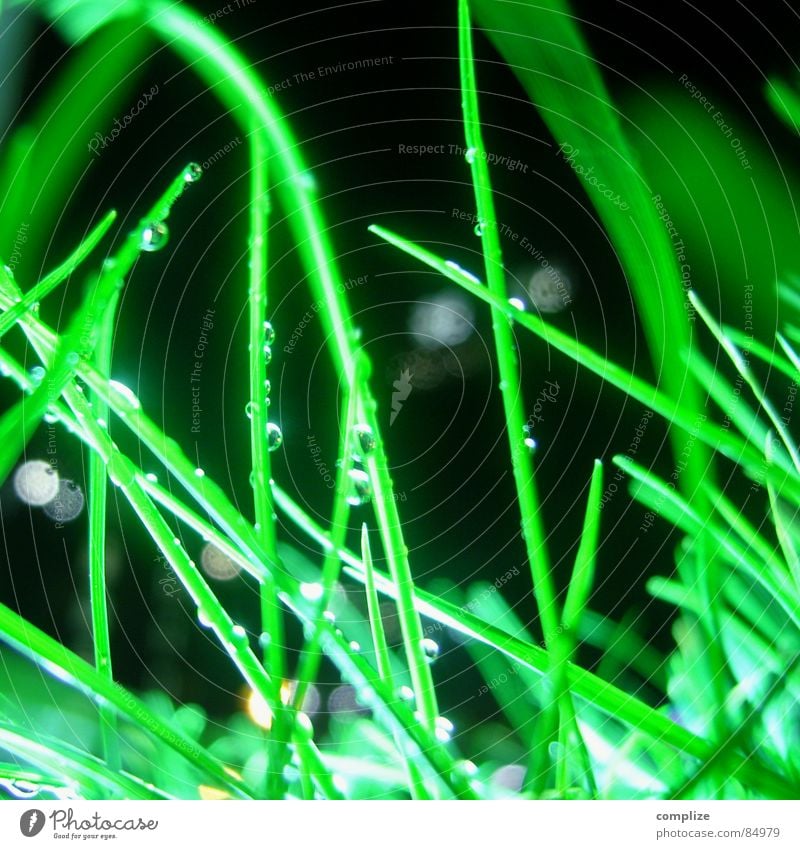 at night wet in the grass Meadow Grass Green Blade of grass Wet Drop Green space Damp Floodlight Drops of water Neon light Macro (Extreme close-up) Close-up