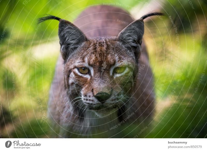 lynx Animal Pelt Wild animal Cat Animal face Zoo Lynx 1 Brown Yellow Green eyes Beard hair camera view Laurasiatheria Land-based carnivore predator eyes