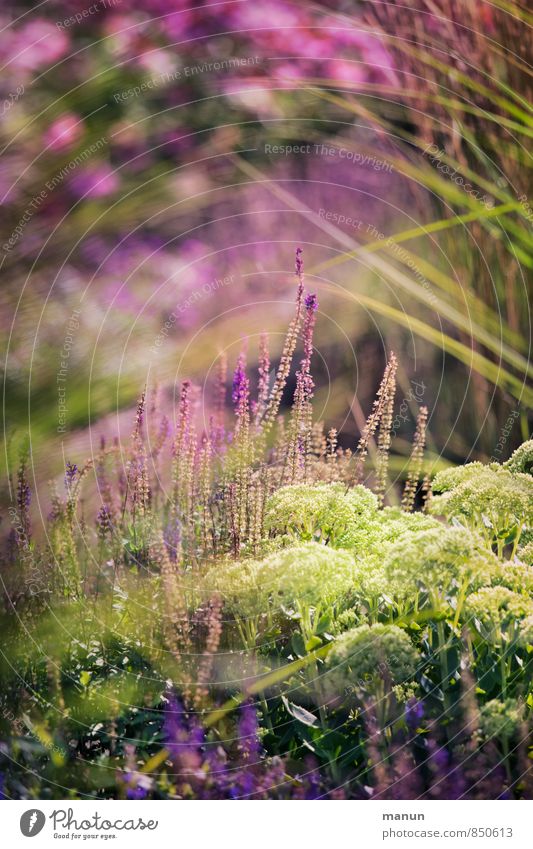 garden summer Nature Plant Summer Grass Bushes Foliage plant Garden plants Natural garden Paradisical Park Fragrance Multicoloured Green Pink Colour photo