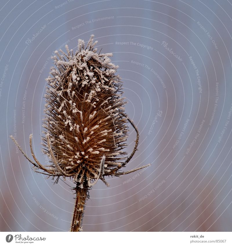 brrr... I'm shivering Thistle Cold Hoar frost Thorny Ice Brown Forget Loneliness Withered Dried flower Freeze Gray Beige Winter Nut brown Remote Cruel