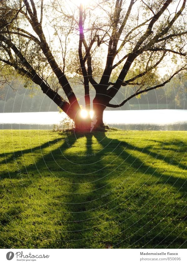 Tree at the lake with sun reflection between the branches Sun Reflection Lake Environment Nature Landscape Grass Park Large Gray Green Black Calm Relaxation