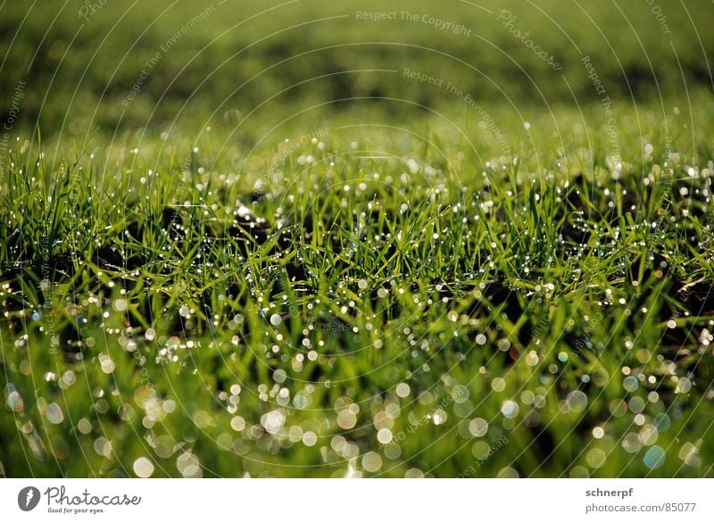 Field after rain Grass Green Fresh Damp Wheat Rye Knoll Hill Green space Grassland Cattle Pasture Lawn Wet Rain Grass surface Meadow Spring watery Nature Rope