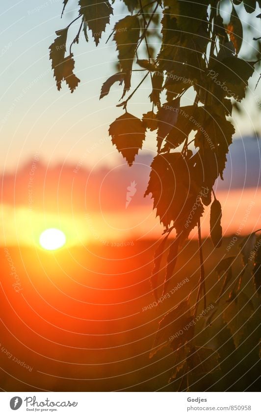 Sunset and birch leaves Nature Sky Clouds Horizon Sunrise Summer Beautiful weather Tree Leaf Field Forest Esthetic Positive Warmth Blue Yellow Gold Green Violet