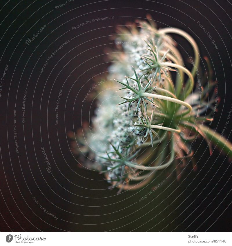 Wild carrot in the afternoon light Wild carrot blossom Weed Daucus carota subsp. carota especially blooming wild plant Wild plant Domestic native wild plant