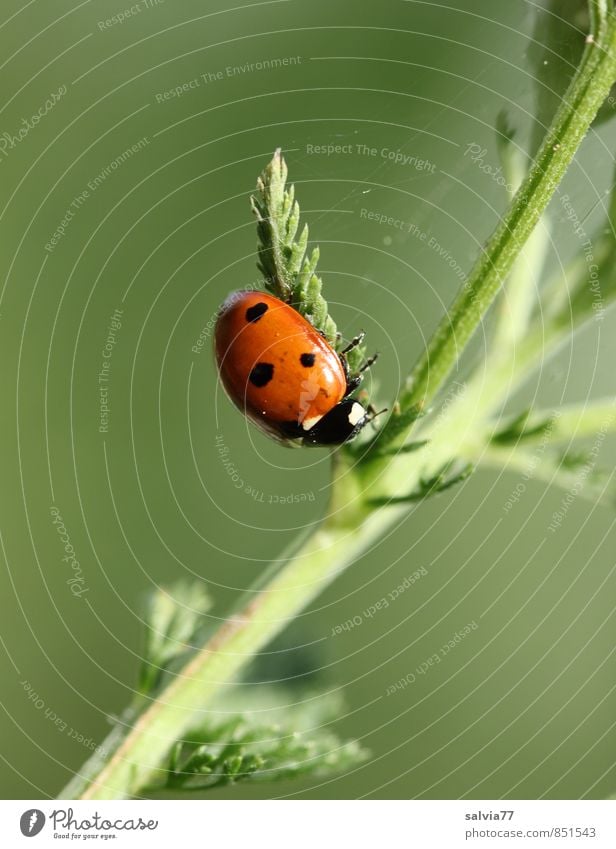 rest Environment Nature Plant Animal Spring Summer Leaf Wild plant Meadow Wild animal Beetle 1 Crawl Small Natural Green Red Calm Belief Religion and faith