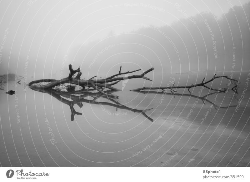 Tree reflection in the fog Nature Water Autumn Fog Lakeside River bank Bog Marsh Dark Gray Black White Dream Reflection Pond floodplain Wood Driftwood