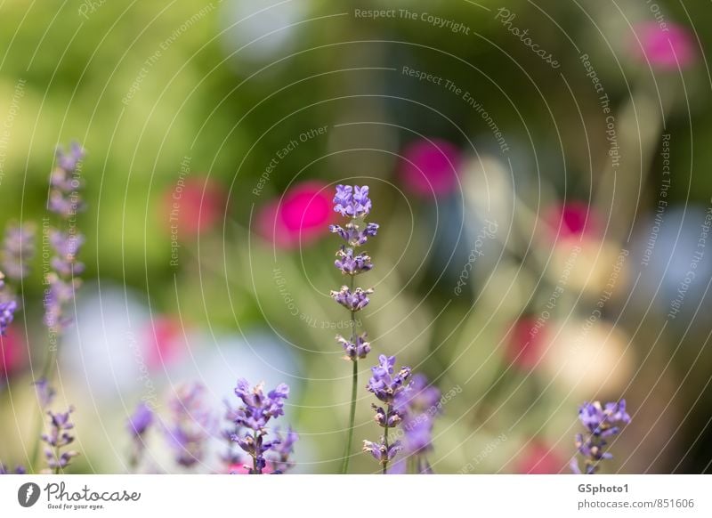 vernal Nature Plant Spring Beautiful weather Flower Blossom Warmth Violet Colour Lavender Medicinal plant Spring colours Patch of colour Colour photo