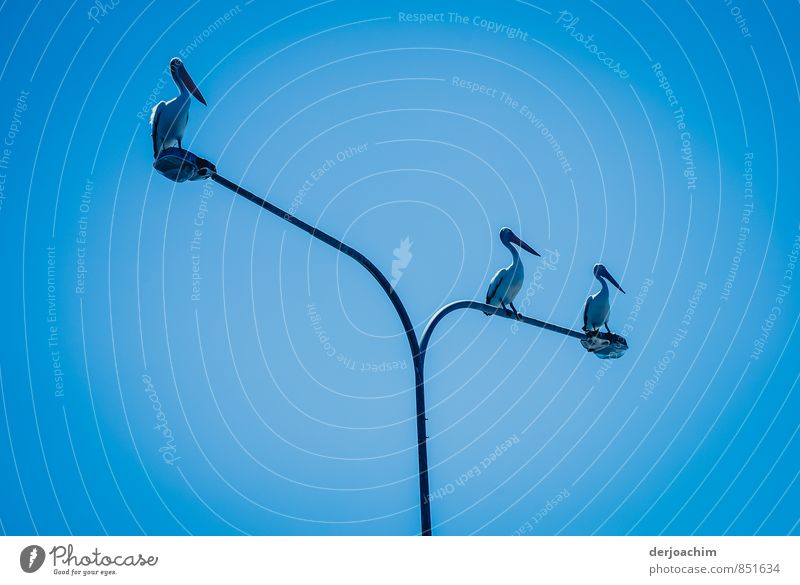 first place, Three white black pelicans, standing on a street lamp and all blue sky.   Gold Coast / Queensland / Australia Joy Harmonious Leisure and hobbies