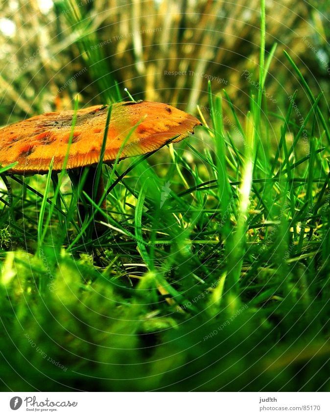 mushroom mushroom! Blade of grass Grass Green Spring Meadow Brown Autumn Vegetable Mushroom Plant Nature Lawn Garden