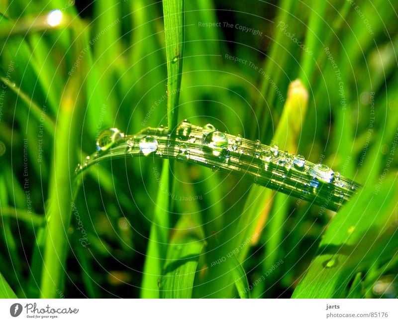 In the damp grass Grass Meadow Green Blade of grass Wet Damp Drops of water Rain Pasture Water jarts