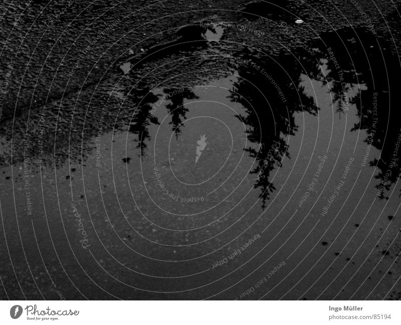 Ski area without snow...  ...but there's plenty of water. Puddle Tree Fir tree Mirror Mirror image Asphalt Pebble Grief Water Stone Sadness