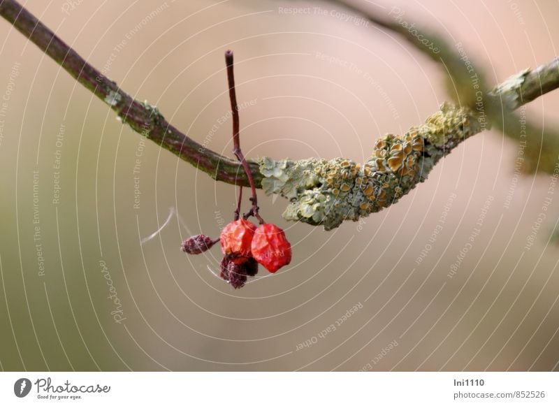 Still life with rose hips and lichen Nature Landscape Plant Air Sunlight Summer Tree Moss Wild plant Field Hang Brown Yellow Gold Gray Green Pink Red Bizarre