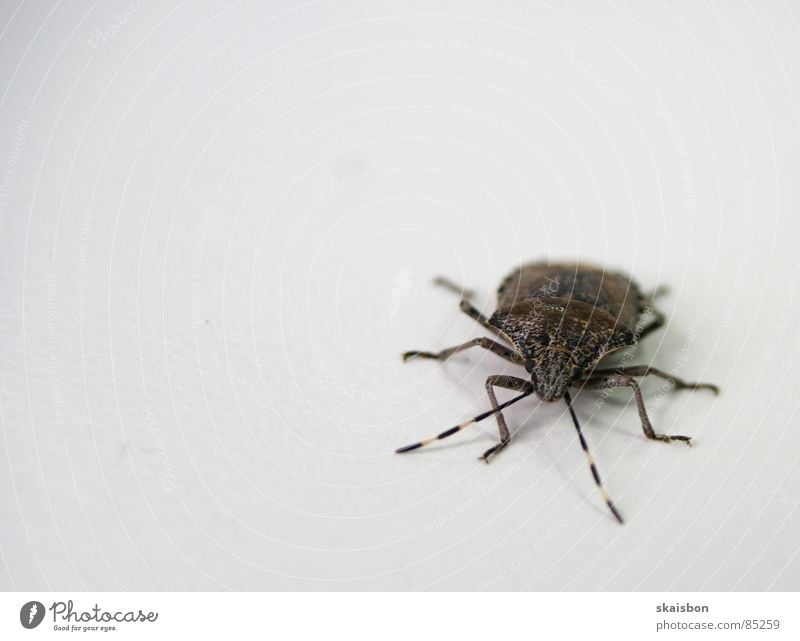 stink beetle Legs Animal Beetle Stripe Small Near Curiosity Anger Aggravation Feeble Bothersome Bug Hemipteron Surveillance device Informer Insect Feeler Bow