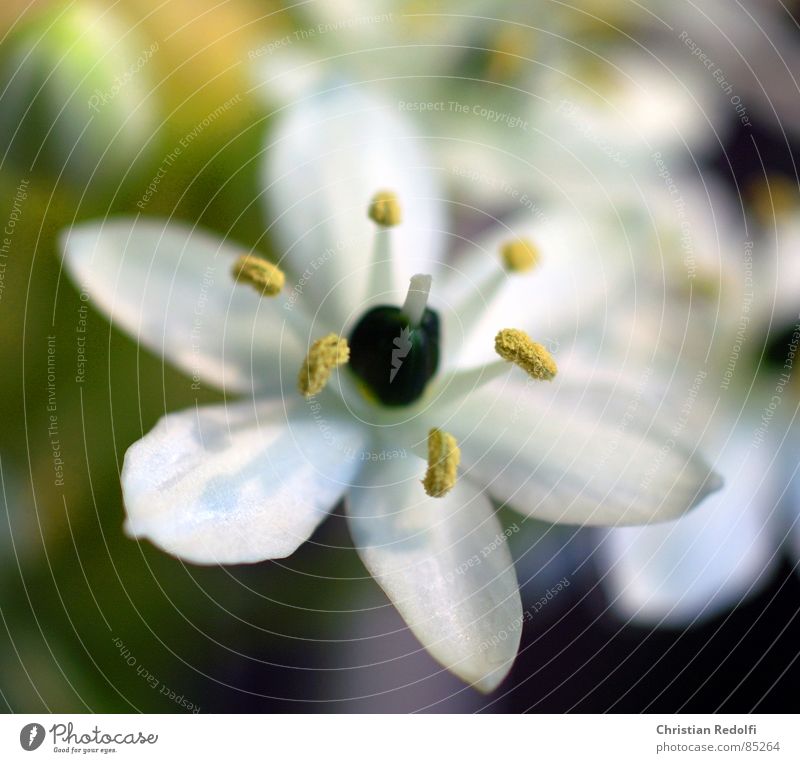 Ornitogalum, Ornithogalum Hybrid Blossom Blossom leave Green Yellow Stamen Macro (Extreme close-up) Close-up Spring Monoecious Pistil Pollen