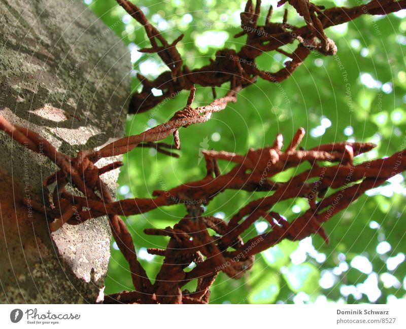 You're stinging! Barbed wire Fence Macro (Extreme close-up) Blur Pole Rust Detail