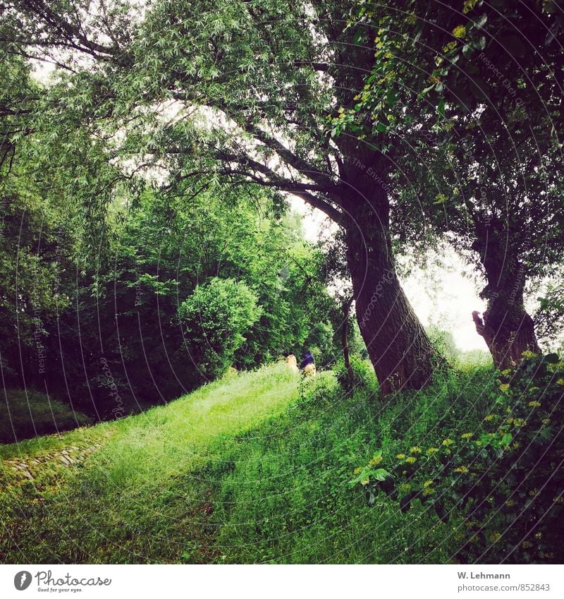 In´s Green... Nature Landscape Plant Earth Bad weather Tree Grass Meadow Forest Human being Colour photo Exterior shot Experimental Deserted Day Blur Long shot