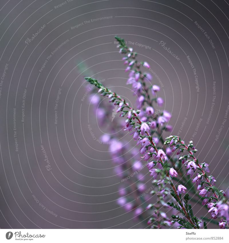 heather blossom Heathland flowering heath Poetic indigenous plants Nordic romanticism native shrub Domestic Old fashioned native wild plant Nordic wild plant